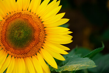 Sunflower on summer background.Selective focus.Sunflowers field background.close up of sunflower texture