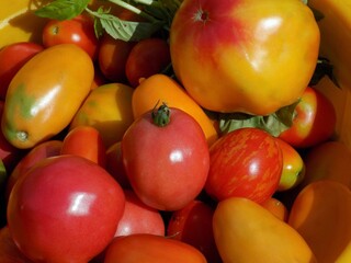 Tomatoes of different varieties and colors close-up.