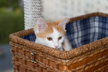 Fototapeta na wymiar A kitten in a wicker basket, a cat in a basket on a blurry background of the evening city.