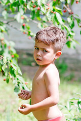 A small boy in a cherry garden smiles, stands with a naked torso - 452648105