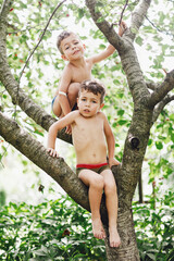 Two twins kids boys enjoying climbing on tree on summer day. - 452648124