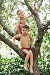 Two twins kids boys enjoying climbing on tree on summer day. - 452648145