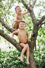 Two twins kids boys enjoying climbing on tree on summer day. - 452648167