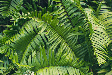 Obraz na płótnie Canvas Perfect natural fern pattern. Beautiful background made with young green fern leaves.