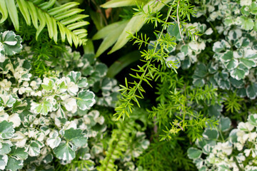 Green leaves with vegetation on wall background. Plant wall with lush green colors. Green leaves texture. used for fresh or Background concept.