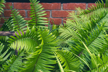 Perfect natural fern pattern. Beautiful background made with young green fern leaves.