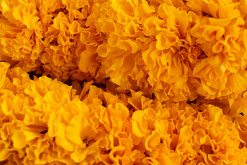 Naklejka na ściany i meble Plucked orange marigold flowers with a blurry background and selective focus. 