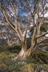Snow gum forest in summer