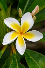 Frangipani flower after rain