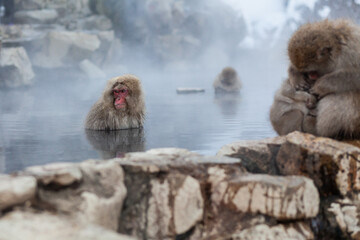 Fototapeta premium Japanese snow monkeys bathing in the hot spring