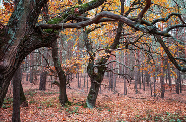 Autumn forest