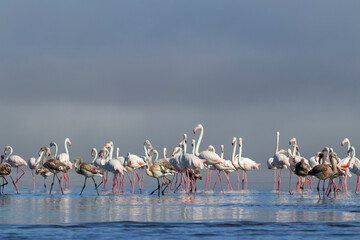 Fototapeta na wymiar Wild african birds. Group birds of pink flamingos walking around the blue lagoon on a sunny day