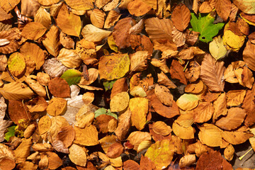 view of yellow leaves in water