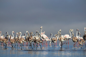 Wild african birds. Group birds of pink  flamingos  walking around the blue lagoon on a sunny day