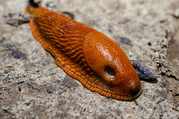 The red slug (Arion rufus), also known as the large red slug, chocolate arion and European red slug.