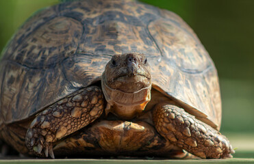 Wild african life. Close up of a cute turtle on a sunny day.