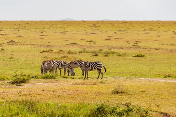 Naklejka premium Grazing Zebras in the savannah