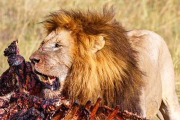 Lion guarding his kill on the savanna in Africa