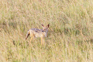 Black-backed jackal in the tall grass on the savannah
