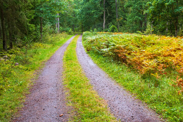 Fototapeta na wymiar Forest road in autumn colours