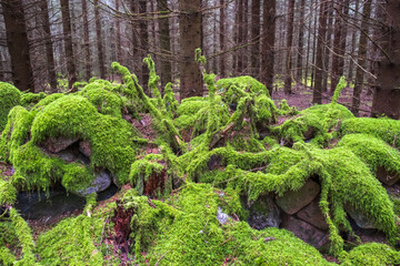 Moss covered stone wall in an afforestation