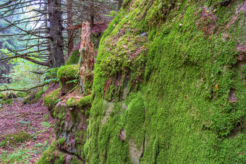Moss covered rocks in an old natural woodland