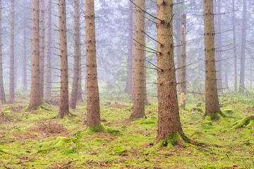 Fototapeta premium Spruce forest with fog between the trunks