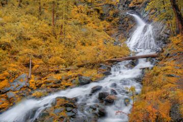Mountain stream among the yellow autumn forest.