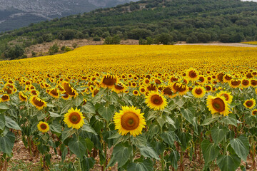 huge field of sunflowers in full bloom. concept agriculture