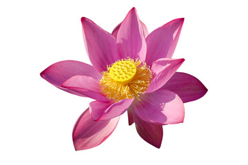 Pink lotus flower in bloom isolated on white background