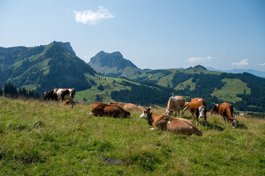 swiss cow in alpine meadow near Innereriz, Emmental