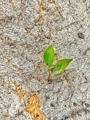 green tree frog
