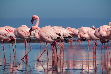 African Flamingos in Azure Lagoon - Wild Birds in Natural Habitat, Premium Wildlife Photography for Conservation Projects