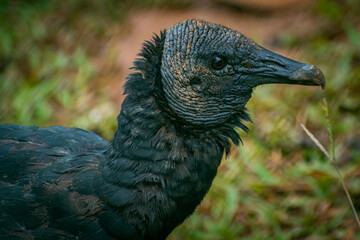 Carnivore bird of Costa Rica, waiting for your food