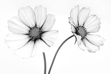 Black and white cosmos flowers close up © svetlanass13