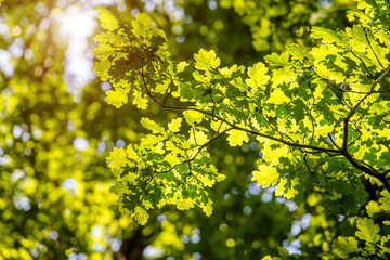 Fototapeta na wymiar Green nature background with oak leaves 