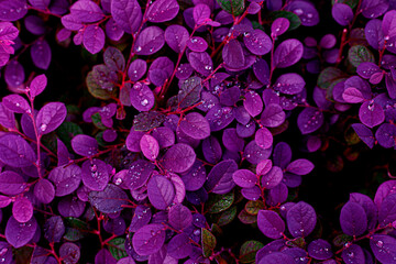closeup nature view of purple leaves background, abstract leaf texture