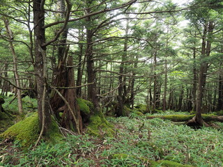 庚申山の森