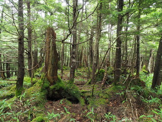 庚申山の森