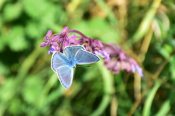 common blue butterfly Polyommatus icarus in slovak nature
