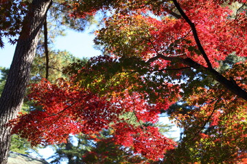 紅葉