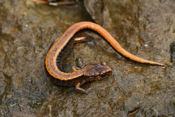 Closeup on an orange form of Plethodon vehiculum , Western redback salamander, climbing on a stone