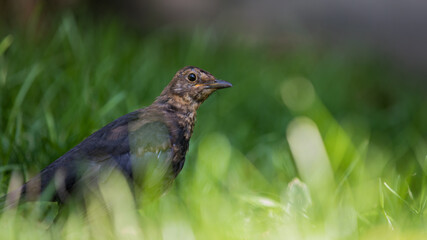 Amsel in der Wiese