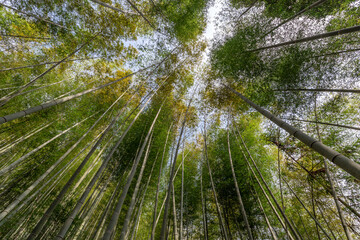 In the bamboo forest, I looked up at the whole piece of bamboo