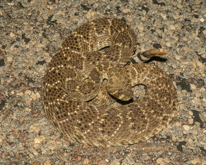 Wester Diamondback Rattlesnake