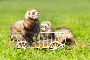 Couple of ferrets playing and posing on wooden ladder carriage
