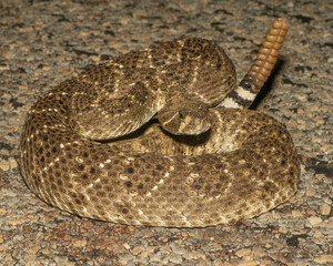 Wester Diamondback Rattlesnake