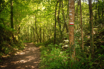 trail signs in a forest