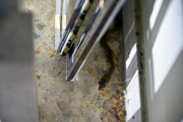 small rat snake hide behind stack of materials in factory