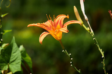 orange lily flower
